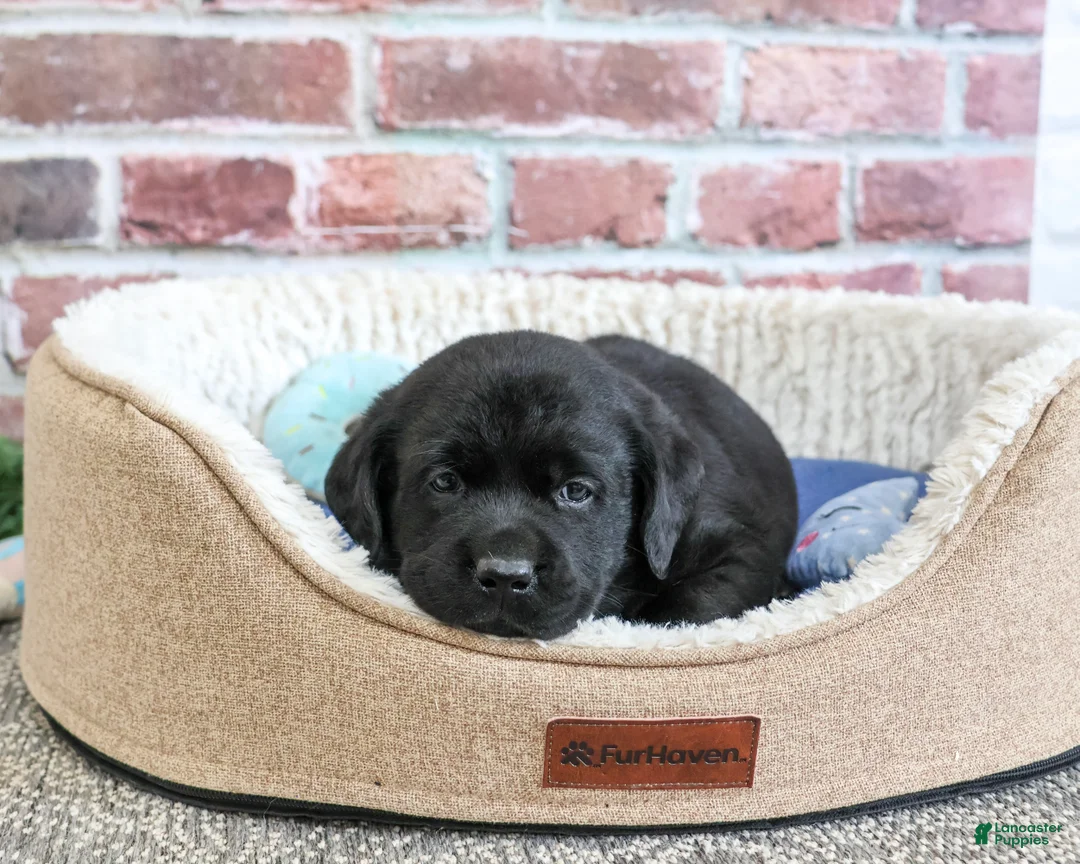 Labrador Retriever dogs for sale: Bean - Ad 1