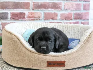 Labrador Retriever dogs Bean - Ad 27