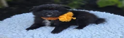 Pomeranian dogs for sale: Nellie - Ad 7