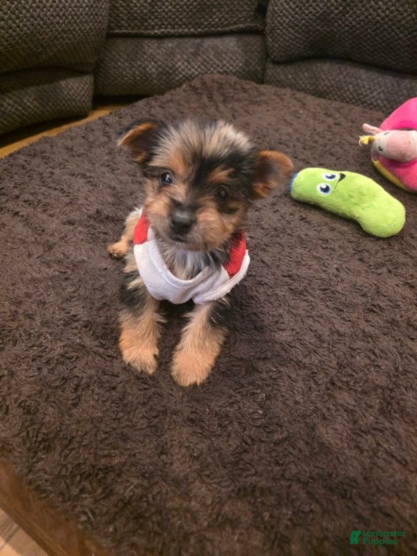 Yorkshire Terrier dogs Harvey  - Ad 2