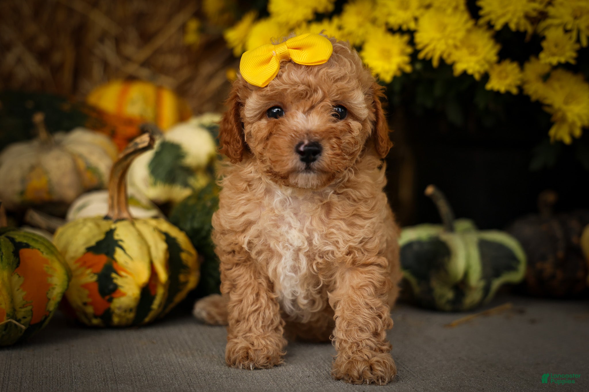 Miniature Poodle dogs Jimbo💙 - Ad 1