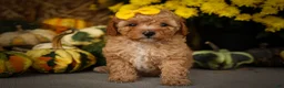 Miniature Poodle dogs for sale: Jimbo💙 - Ad 1