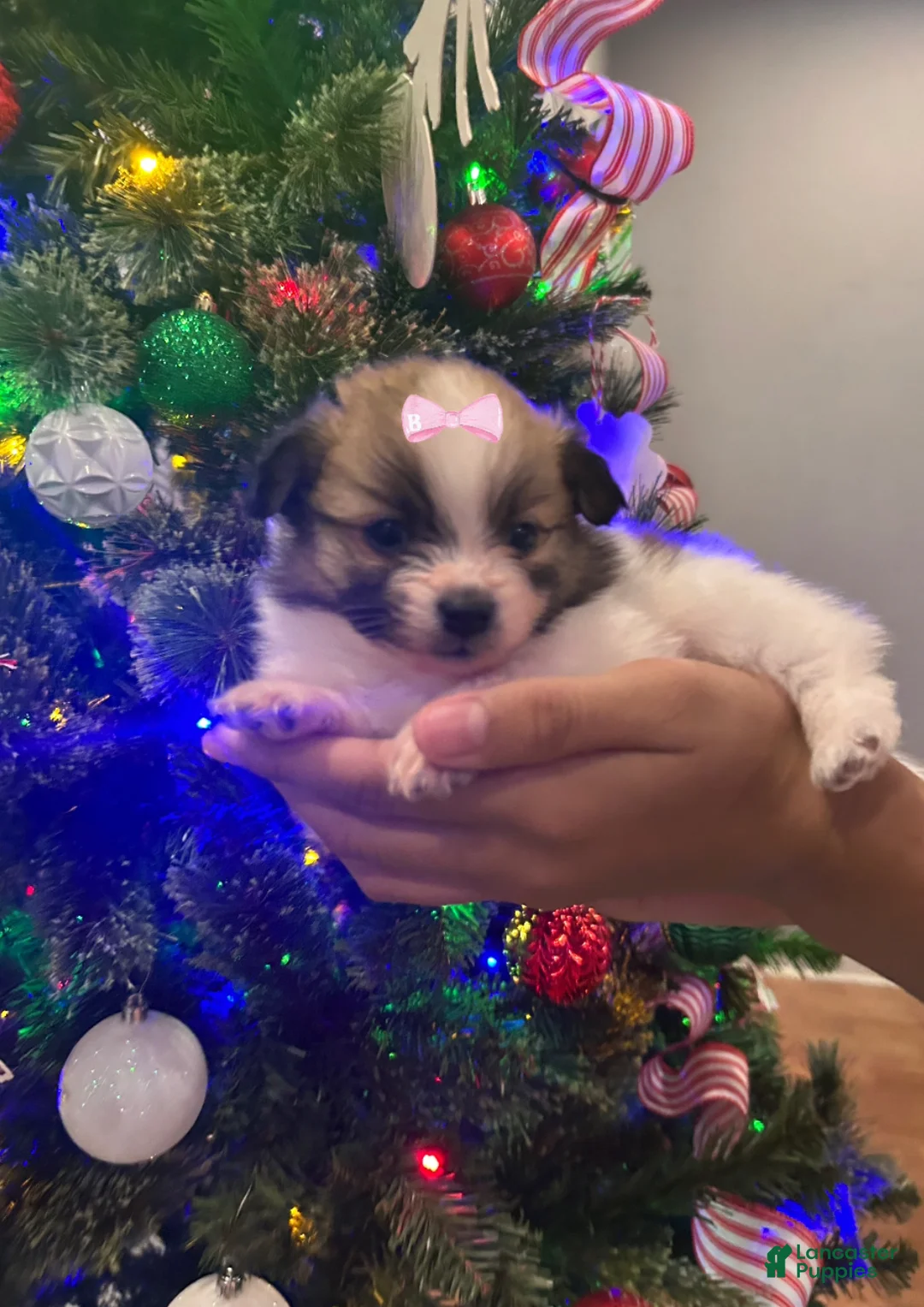 Pomeranian dogs for sale: Tink - Ad 2