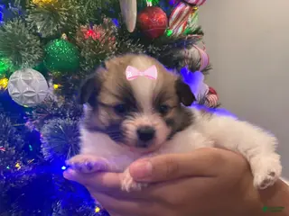 Pomeranian dogs Tink - Ad 9