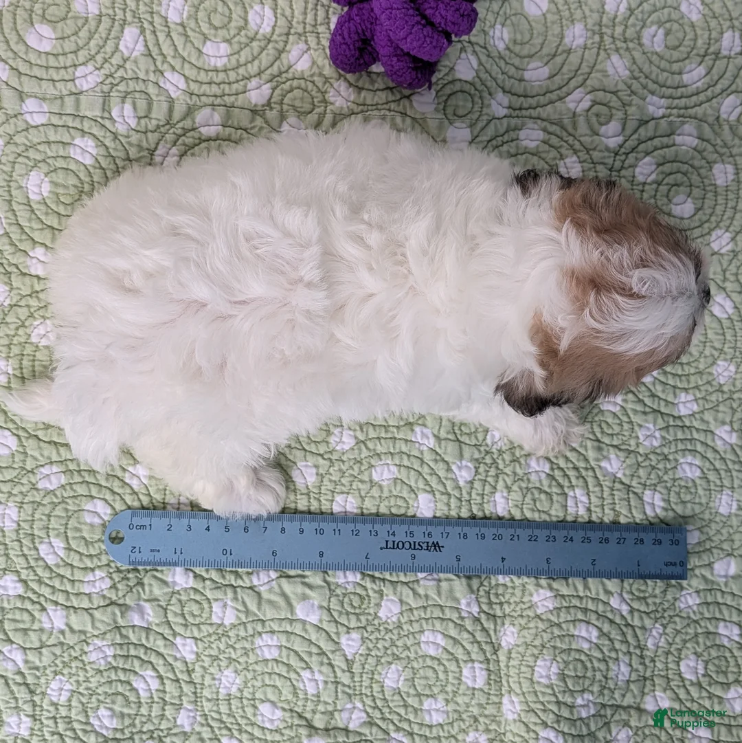 Teddy Bear dogs for sale: Kestrel - Ad 15