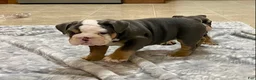 English Bulldog dogs for sale: Blue Beauty - Ad 5