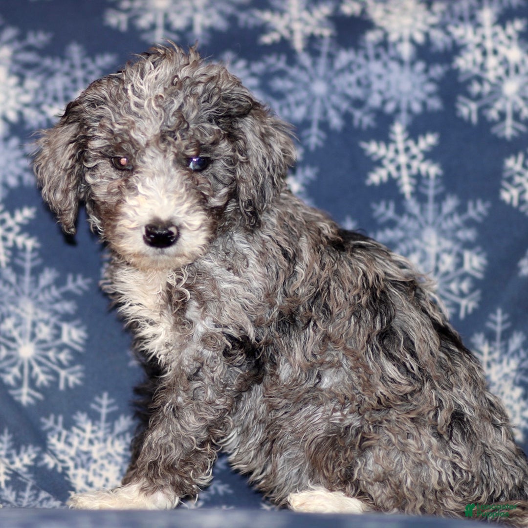 Sheepadoodle dogs for sale: Kendall - Ad 3