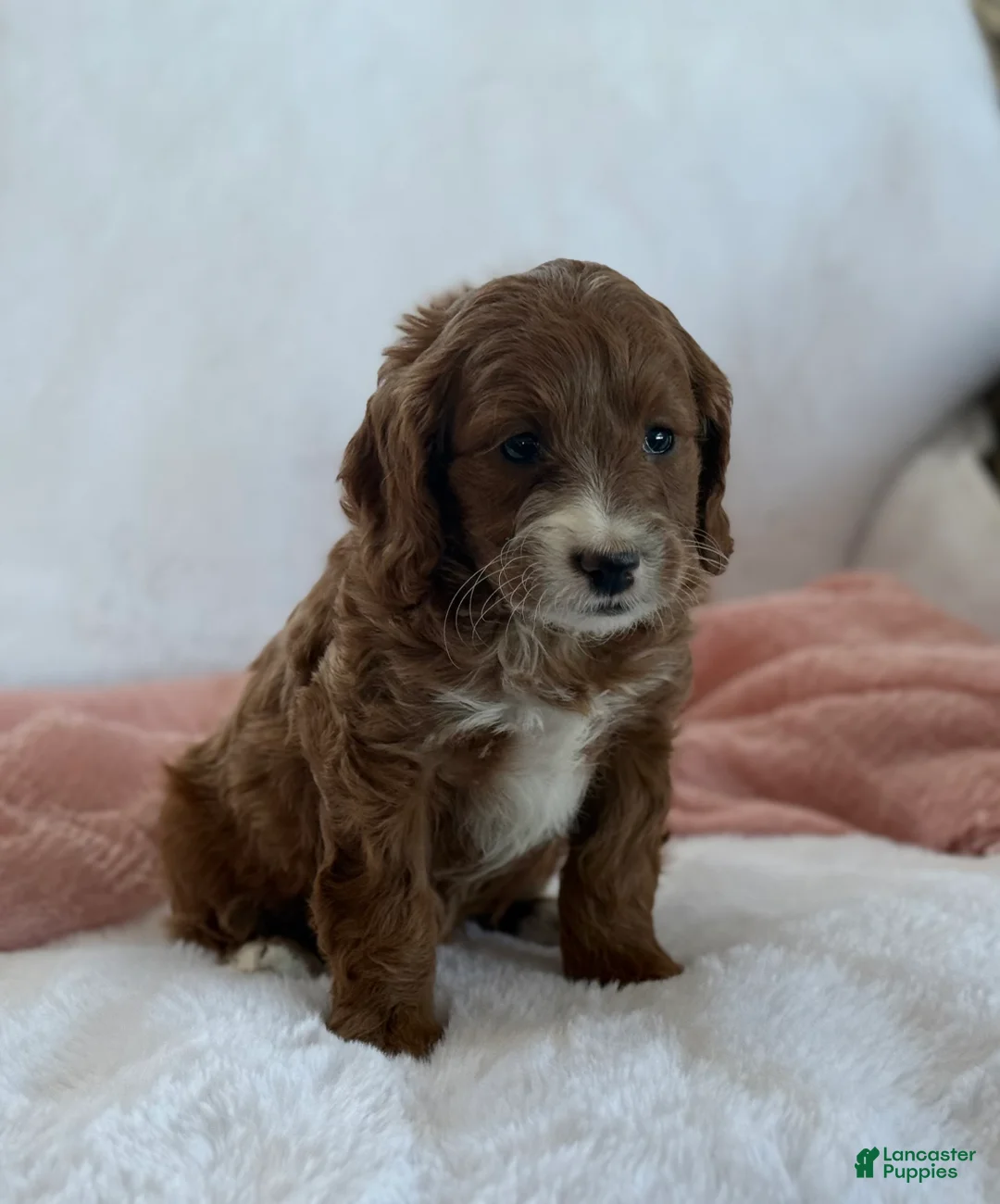 Cavapoo dogs for sale: Aspen  - Ad 4