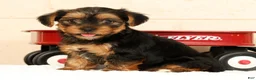 Yorkshire Terrier dogs for sale: Autumn - Ad 3