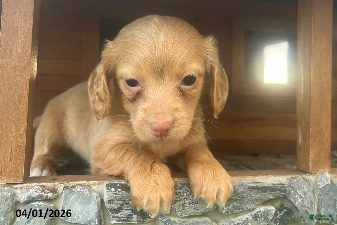 Miniature Dachshund dogs for sale: Mindy - Ad 2