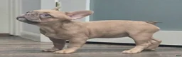 French Bulldog dogs for sale: 💛🍯Blondie🍯💛 - Ad 3