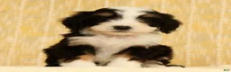 Mini Bernedoodle dogs for sale: Oscar - Ad 4