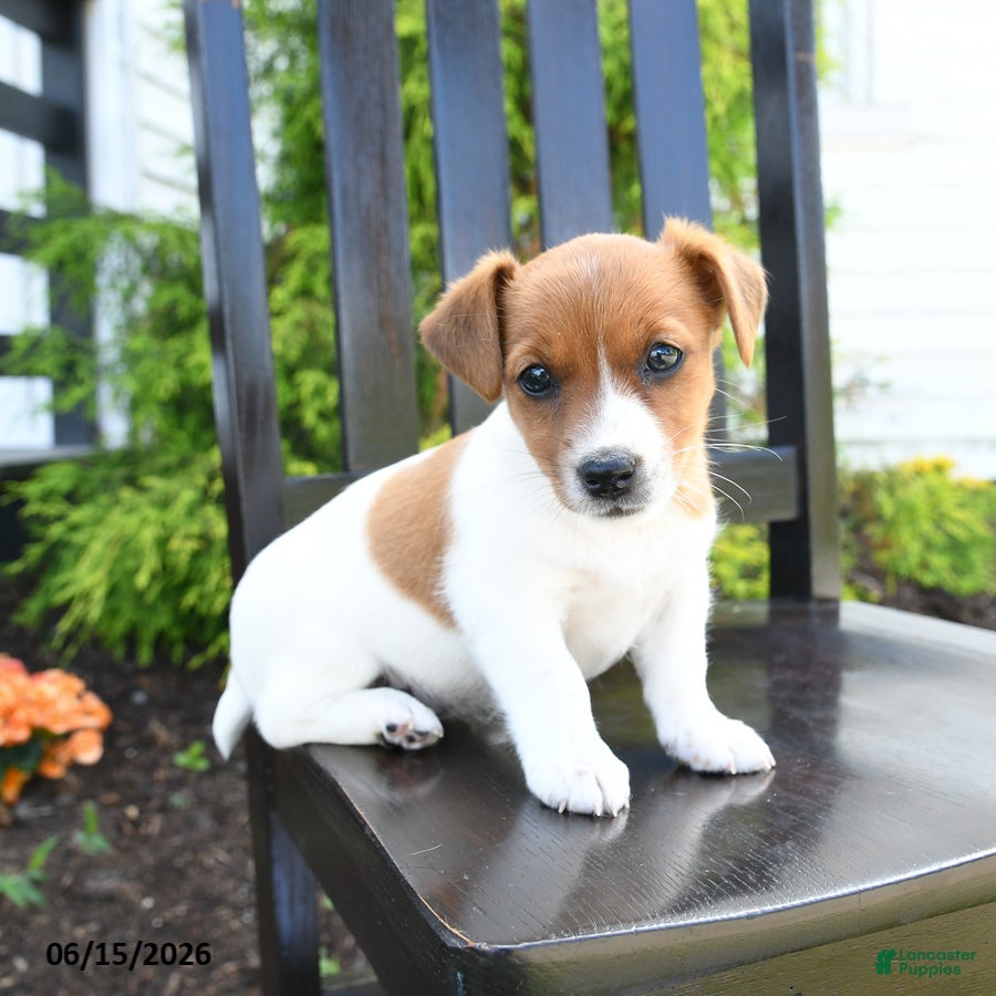 Jack Russell Terrier dogs Piper - Ad 1