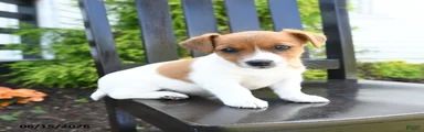 Piper