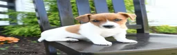 Jack Russell Terrier dogs for sale: Piper - Ad 1