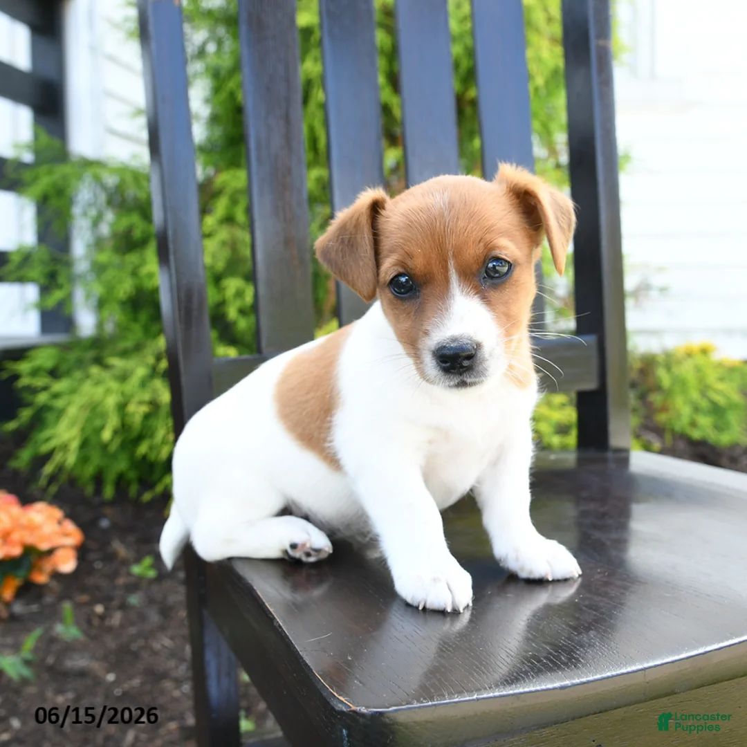 Jack Russell Terrier dogs for sale: Piper - Ad 1