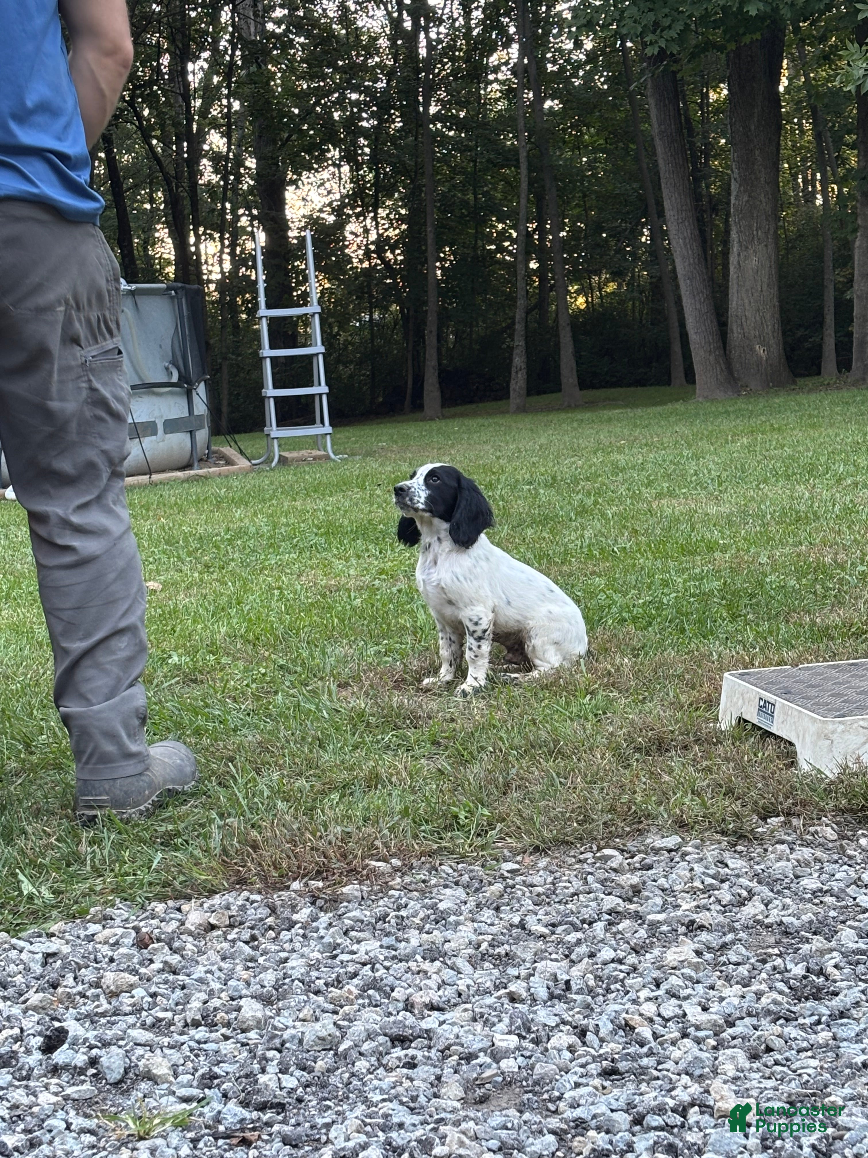 Ruger (Cocker Spaniel, Male) in New Vienna, OH