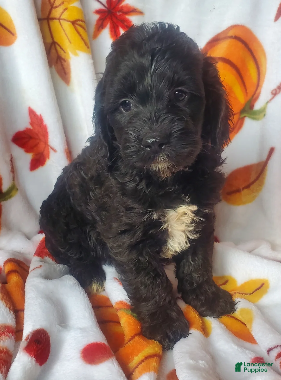 Cockapoo dogs for sale: Dillon - Ad 1