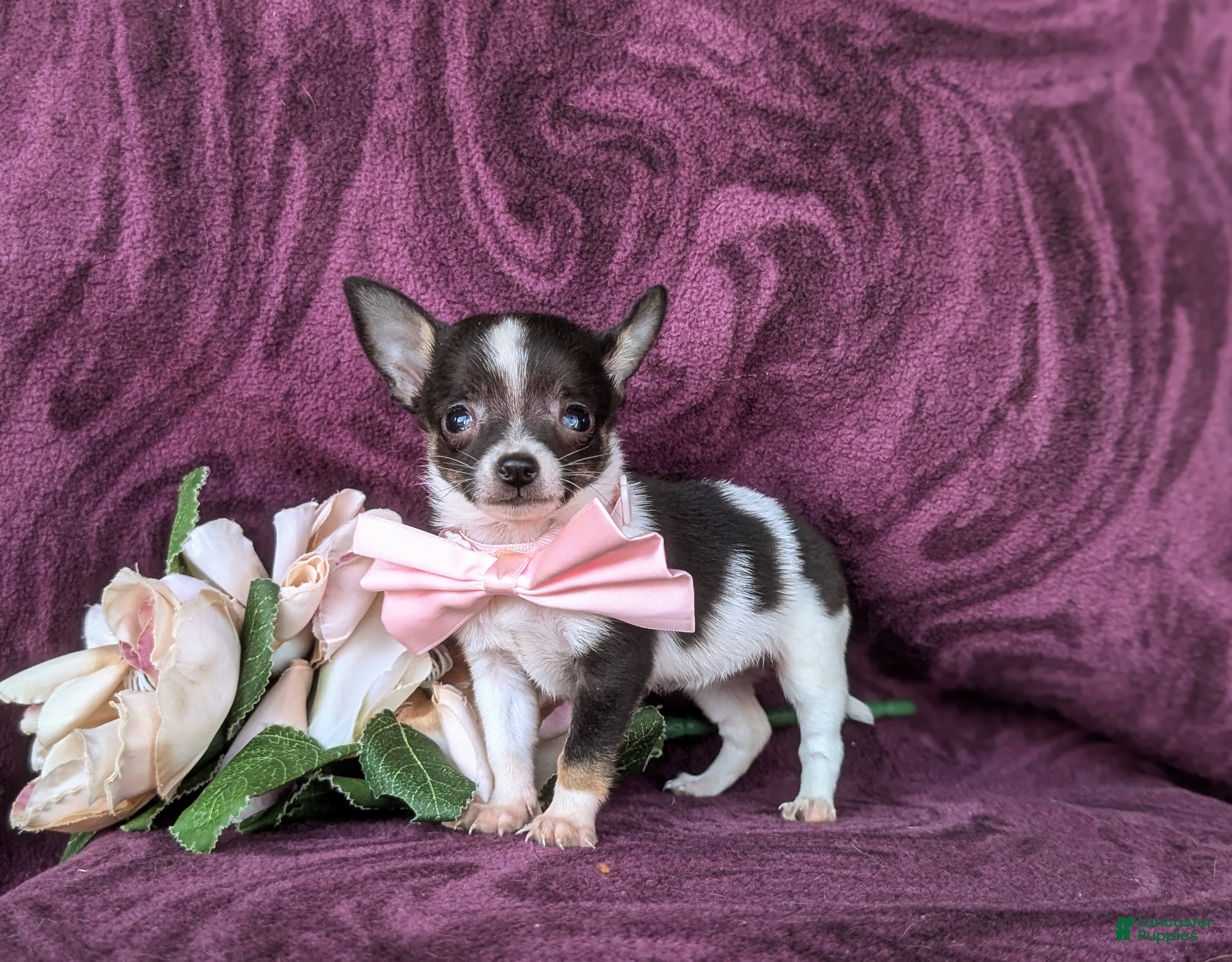 Chihuahua dogs Kiley 6 lbs Full Grown - Ad 1