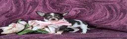 Chihuahua dogs for sale: Kiley 6 lbs Full Grown - Ad 1