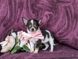 Chihuahua dogs for sale: Kiley 6 lbs Full Grown - Ad 2