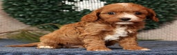 Cavapoo dogs for sale: Lucas - Ad 2