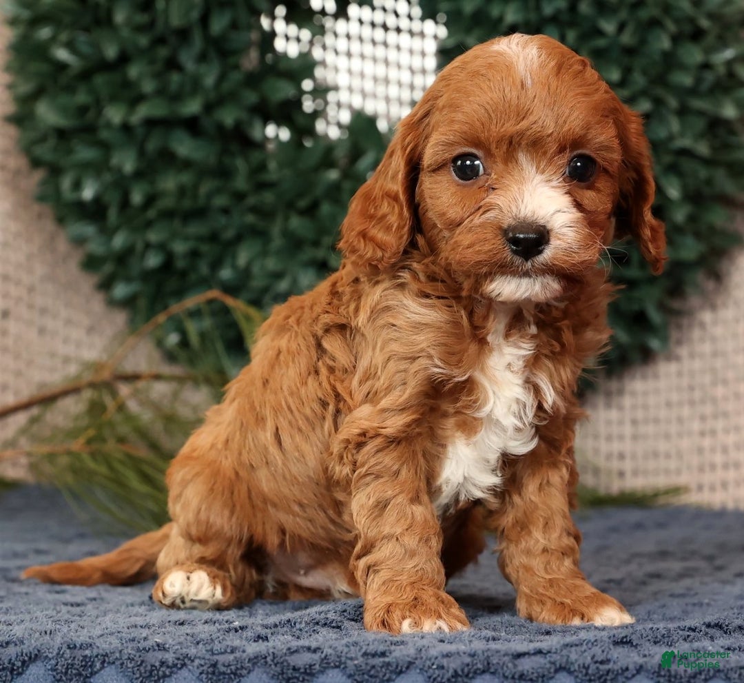 Cavapoo dogs for sale: Lucas - Ad 2