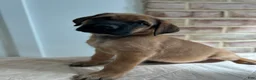 English Mastiff dogs for sale: Snake Eater  - Ad 5