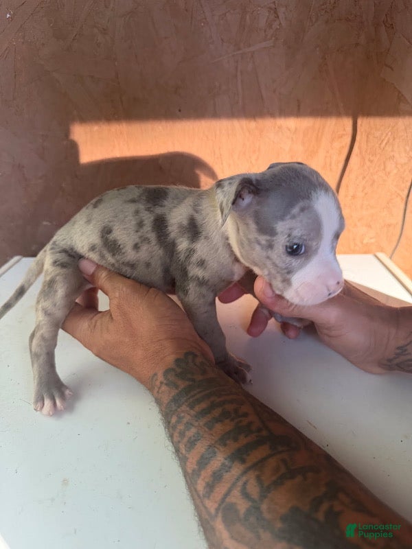 American Bully dogs for sale: American Bully 3 - Ad 15
