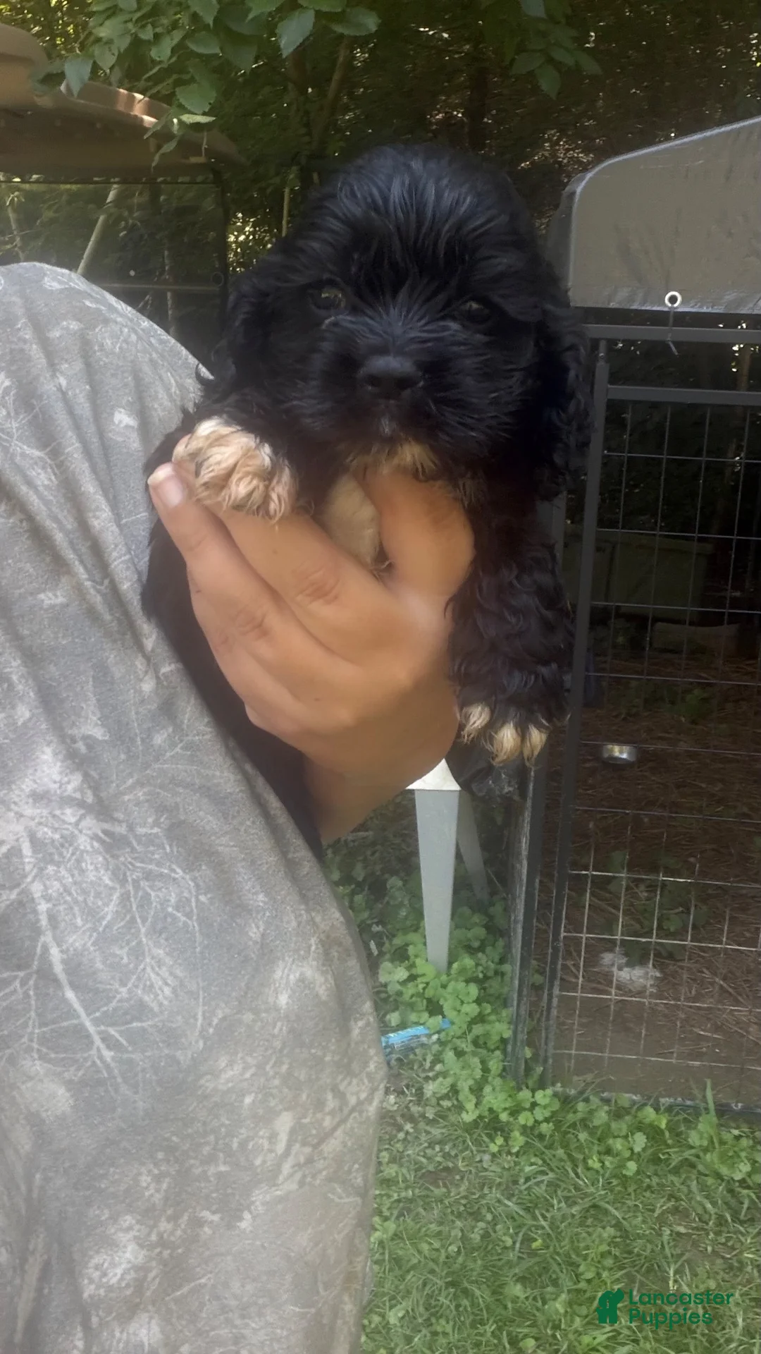 Cocker Spaniel dogs for sale: Cocker Spaniel 4 - Ad 2