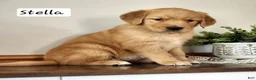 Golden Retriever dogs for sale: Stella - Ad 3