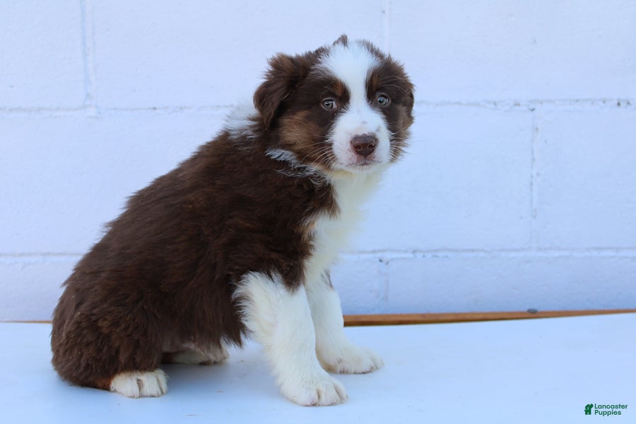 Australian Shepherd dogs Smokey - Ad 2