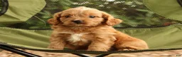 Cavapoo dogs for sale: Seth - Ad 8