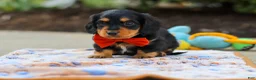 Miniature Dachshund dogs for sale: Clark - Ad 3