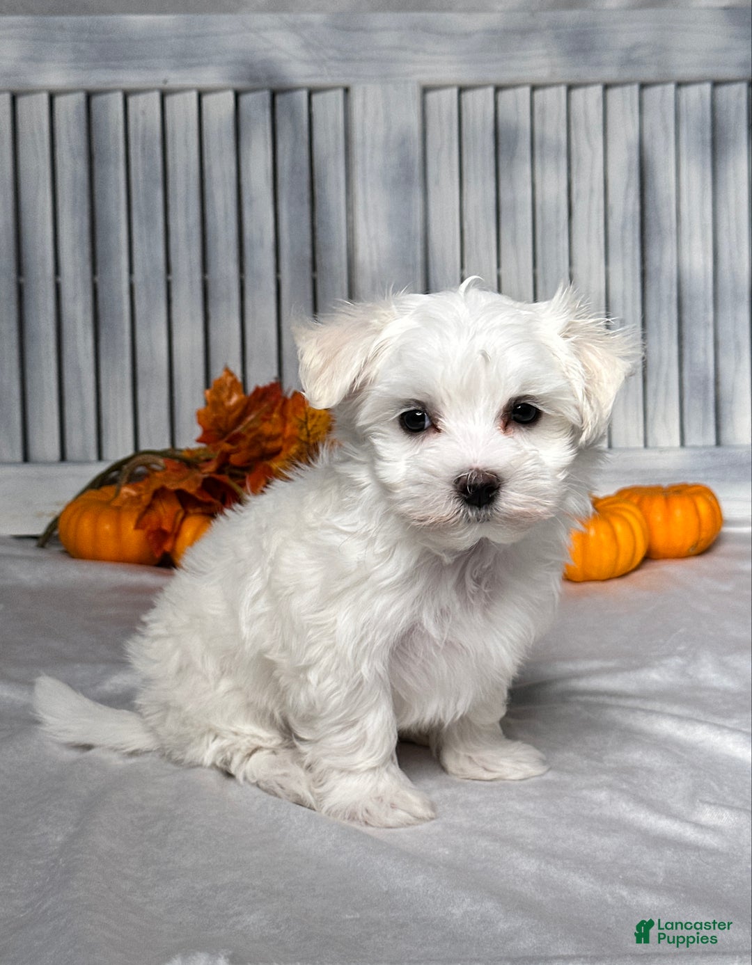 Maltese dogs for sale: Logan - Ad 2