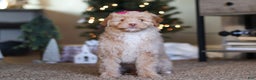 Mini Bernedoodle dogs for sale: Penny - Ad 1