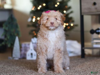 Mini Bernedoodle dogs Penny - Ad 12