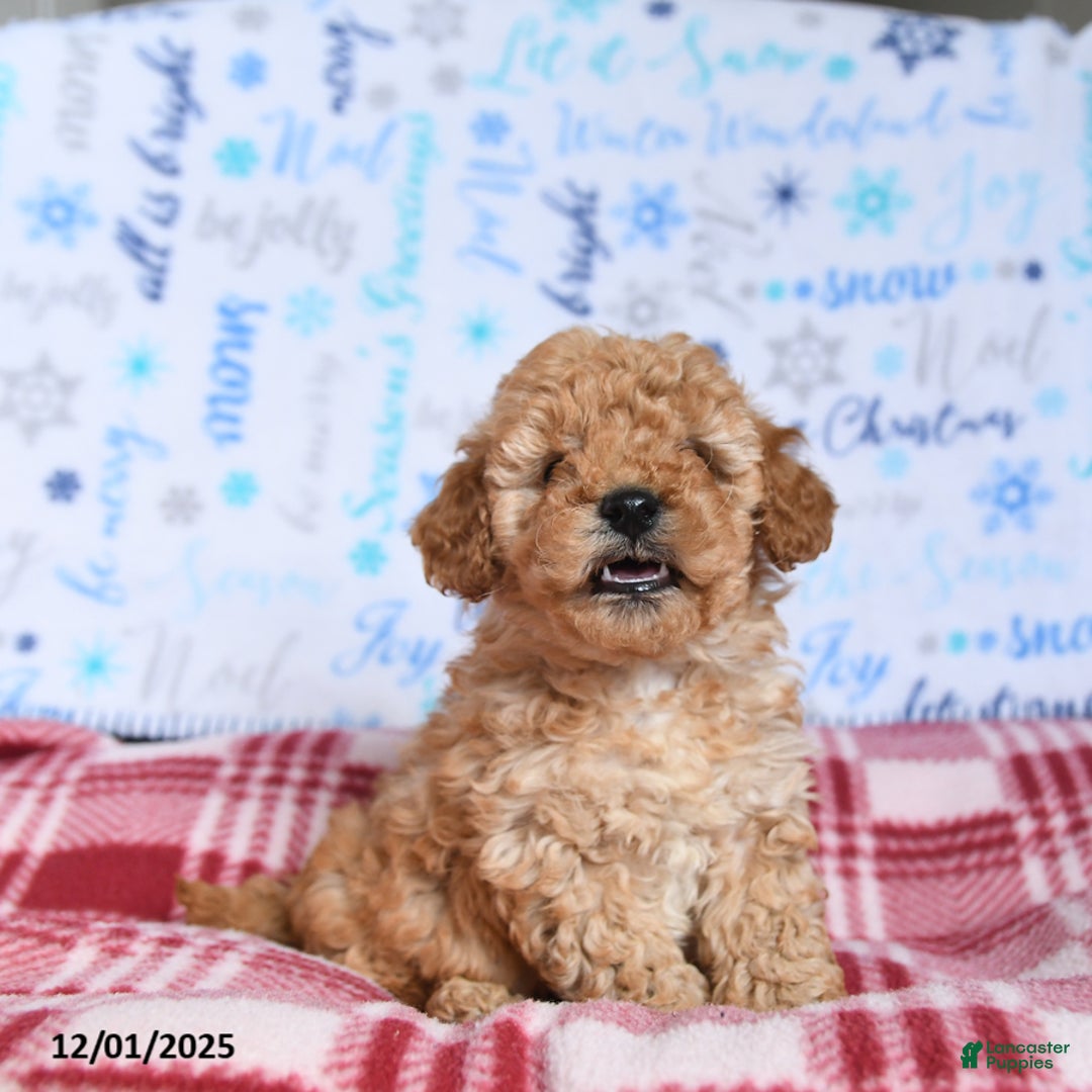 Miniature Poodle dogs for sale: Munch  - Ad 3