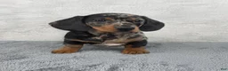 Miniature Dachshund dogs for sale: Millie - Ad 4