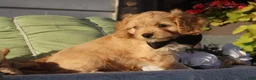 Cavapoo dogs for sale: Laredo  - Ad 5