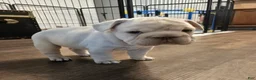French Bulldog dogs for sale: French Bulldog 2- Clara - Ad 3