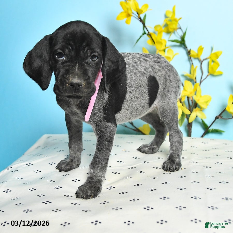 German Shorthaired Pointer dogs Tess - Ad 2