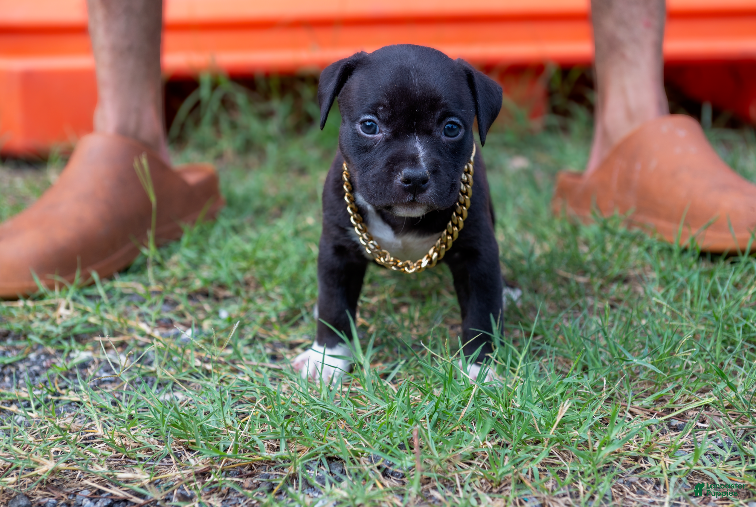 American Bully dogs for sale: American Bully 1 - Ad 4