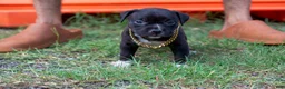 American Bully dogs for sale: American Bully 1 - Ad 1