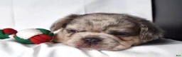 French Bulldog dogs for sale: Teddy - Ad 11