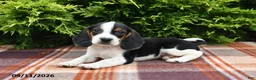 Beagle dogs for sale: Bentley - Ad 5