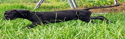 Great Dane dogs for sale: Max - Ad 4