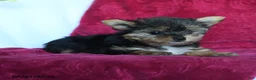 Yorkshire Terrier dogs for sale: Rain - Ad 4