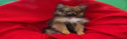 Pomeranian dogs for sale: Coco Chanel - Ad 4