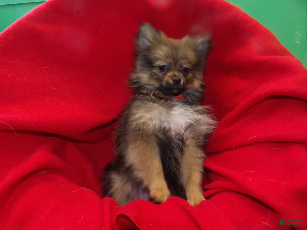 Pomeranian dogs for sale: Coco Chanel - Ad 4